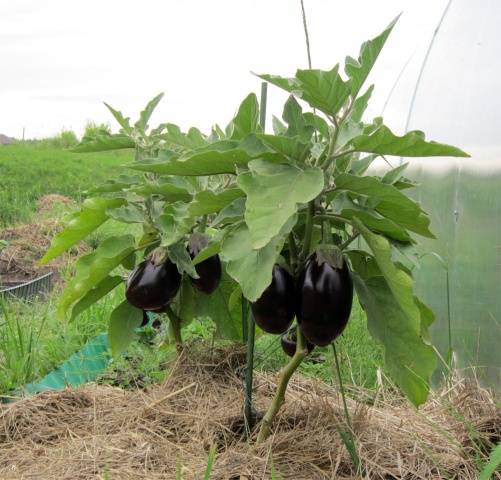 Auberginenvikar
