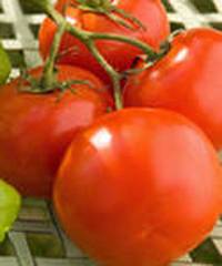 Tomate Junior F1