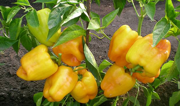 Variedad de bonificación siberiana