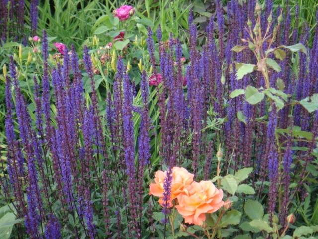 Oak sage