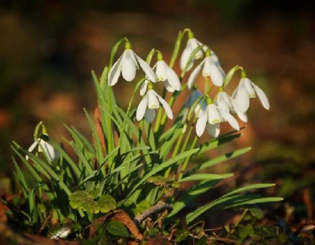 Galanthus (floco de neve)