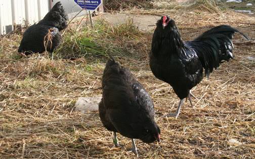 Csirkék Ameraucana