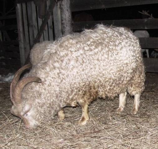 Cabras de angora