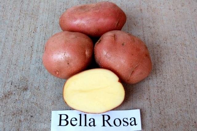 Rosa Branca