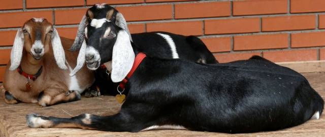 Cabras da Núbia