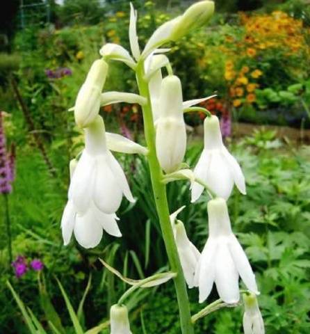 Galtonia or African hyacinth