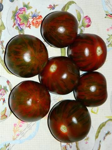 Cherry Black Zebra