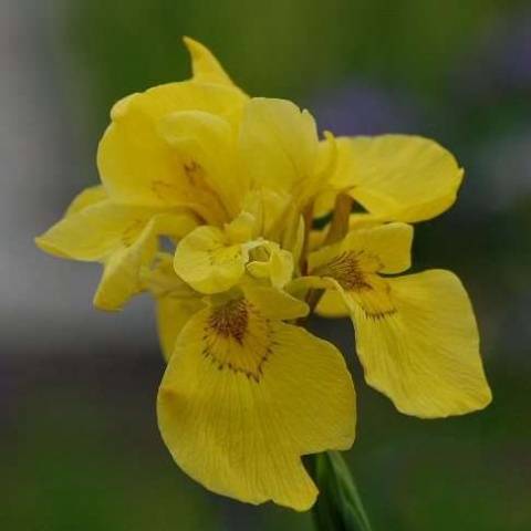 Iris Flor Plena