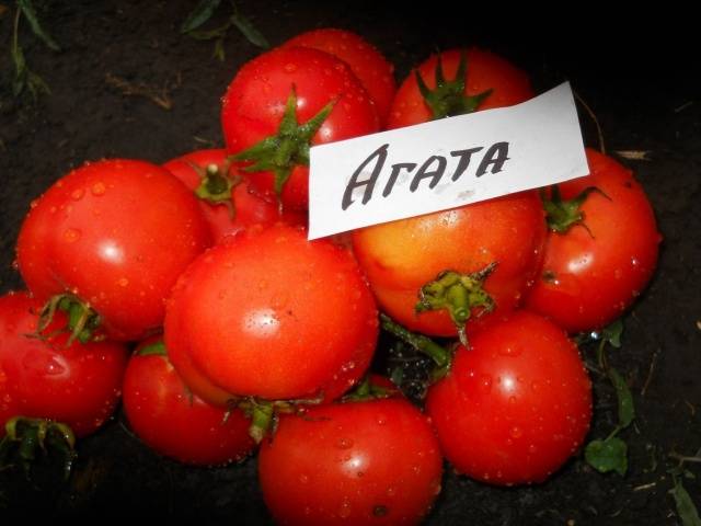 Agáta
