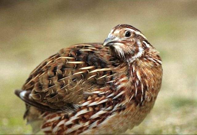 Estnische Wachtelrasse