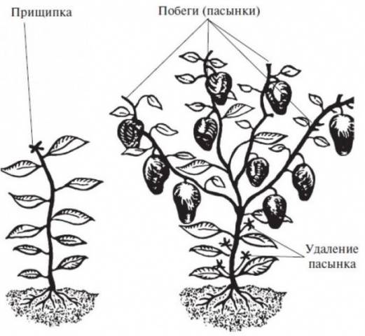 Формирање грма штипањем