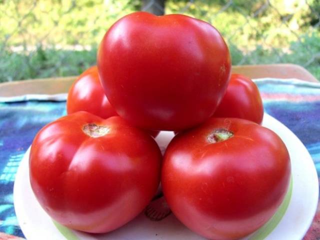 Gebündelte Tomaten für Gewächshäuser