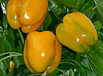 Orange Wunder