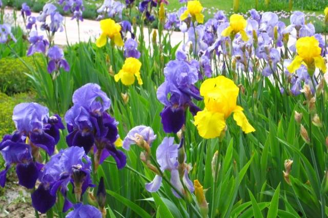 Iris