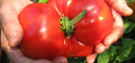 Sello de frutos grandes