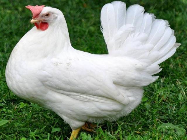 Livorno Huhn
