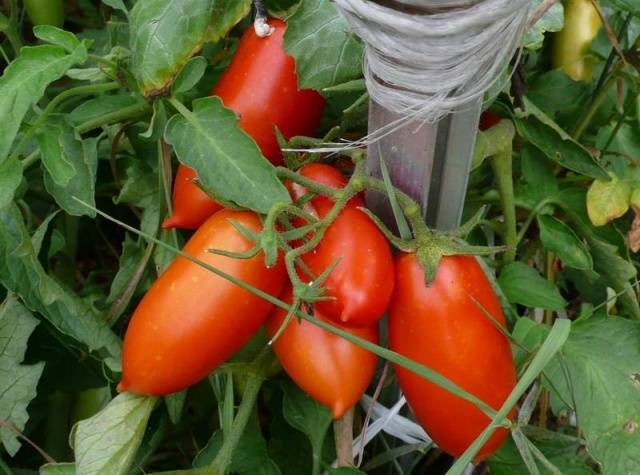 Tomate Caspar F1