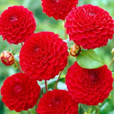 Dahlia pomponnaya