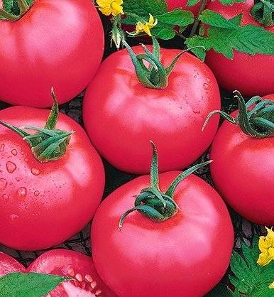 Variedad legionaria
