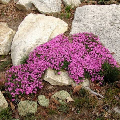 Subulate phlox