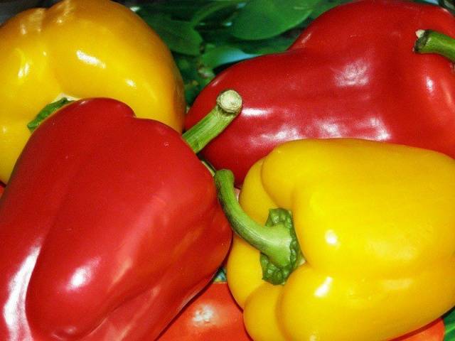 Amarillo bisonte