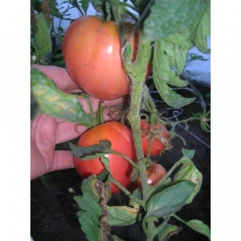 Tomate Alsou