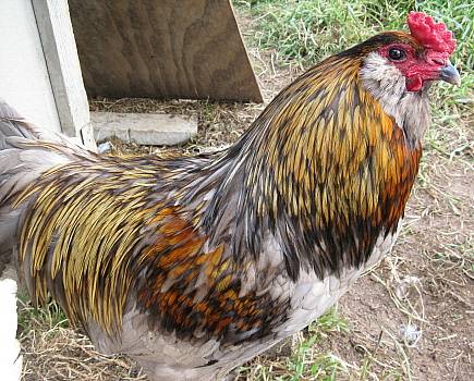 Csirkék Ameraucana