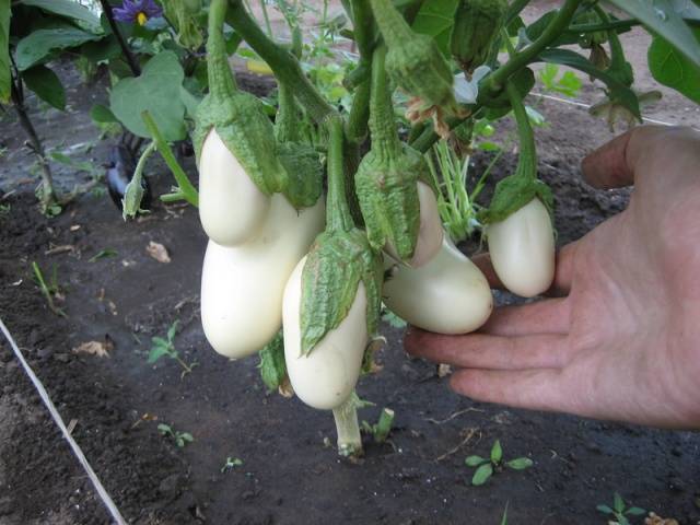 טעם פטריות