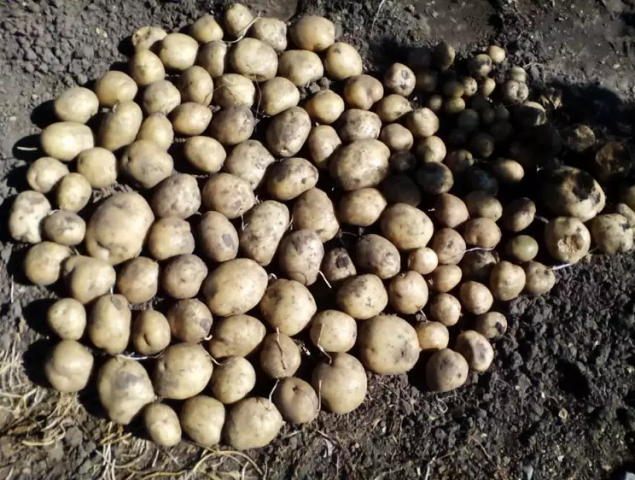 Sifra potatoes