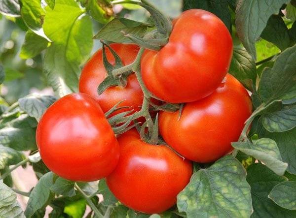 Dom-fafe de tomate