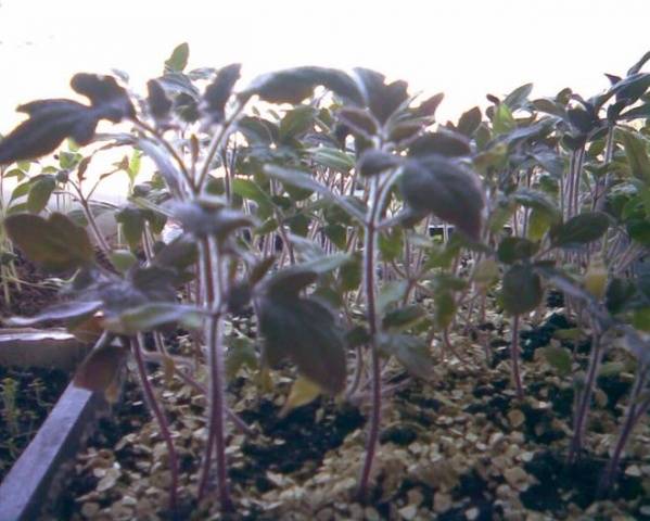 Cobertura de mudas de tomate e pimenta com remédios populares