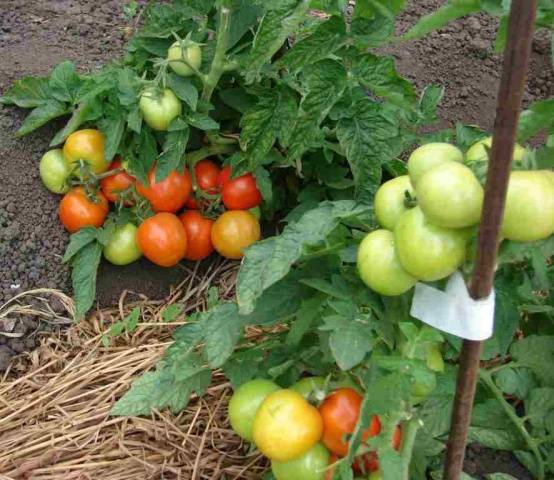 Tomate Alpatieva 905 a