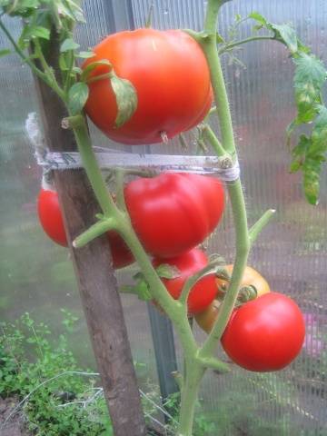 Tomaten Openwork