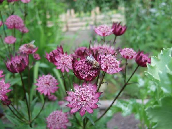 Astrantia is large