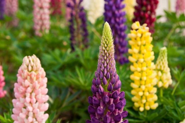 Lupinen