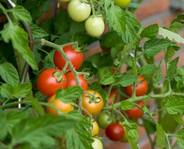 Sibirische Tomaten