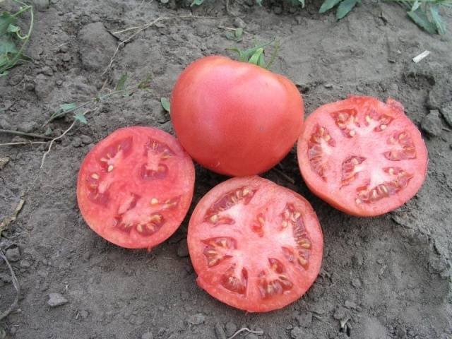 Tarpan