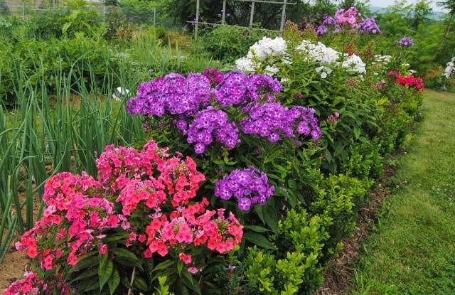 Phlox paniculata