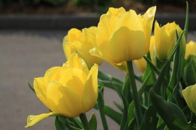 Tulipas