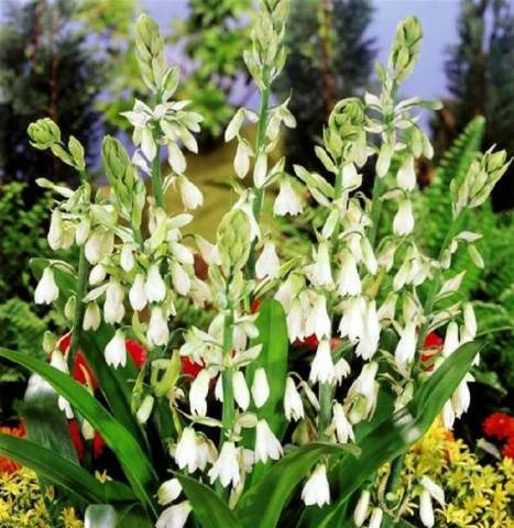 Galtonia or African hyacinth