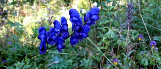 Dzhungarian Aconite