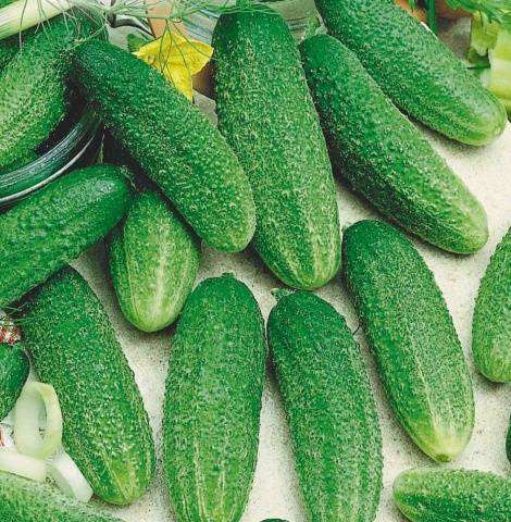 Variedad productiva Ginga F1