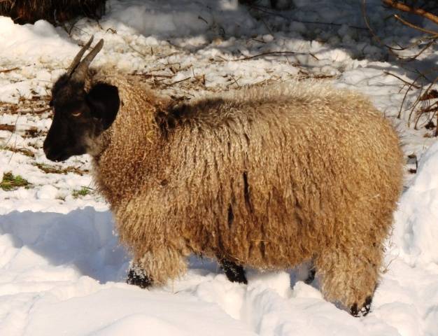 Cabras de angora