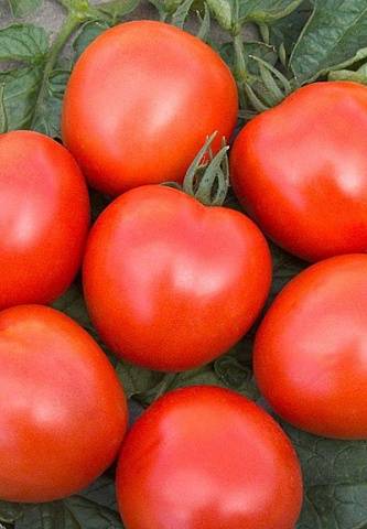 Variedad Far North