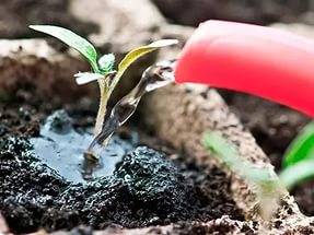 How to germinate tomato seeds for seedlings