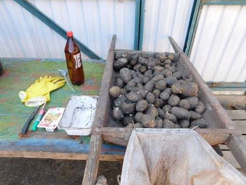 Procesamiento de papas antes de plantar