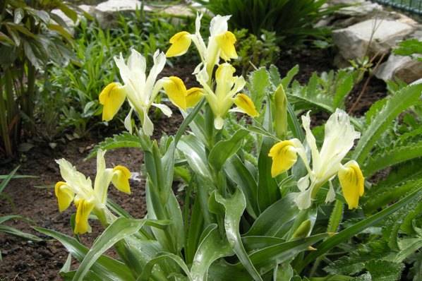 Iris Juno (Bukhara)