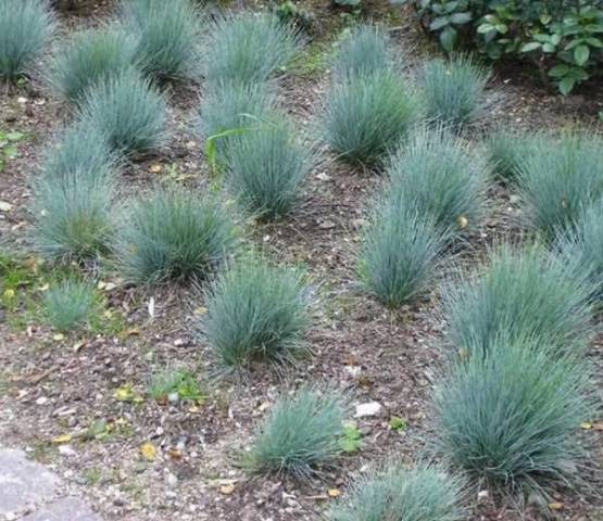 Festuca grisa