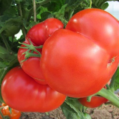 Sello de frutos grandes