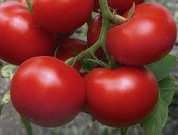 Tomate Katyusha